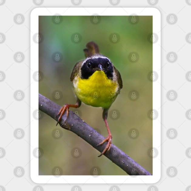 Common Yellowthroat stare Sticker by Jim Cumming